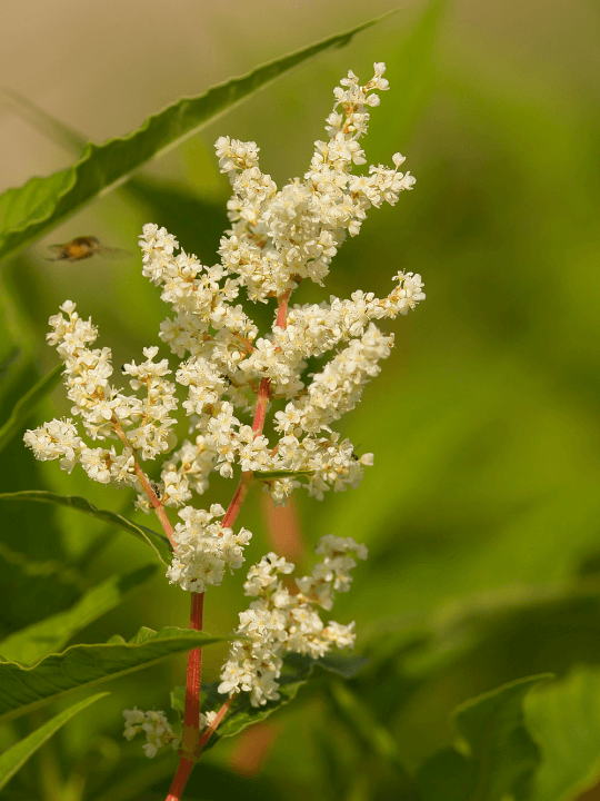 Persicaria polymorpha